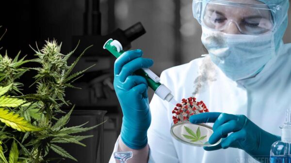 Mariguana contra el covid-19?, universidad realiza estudio