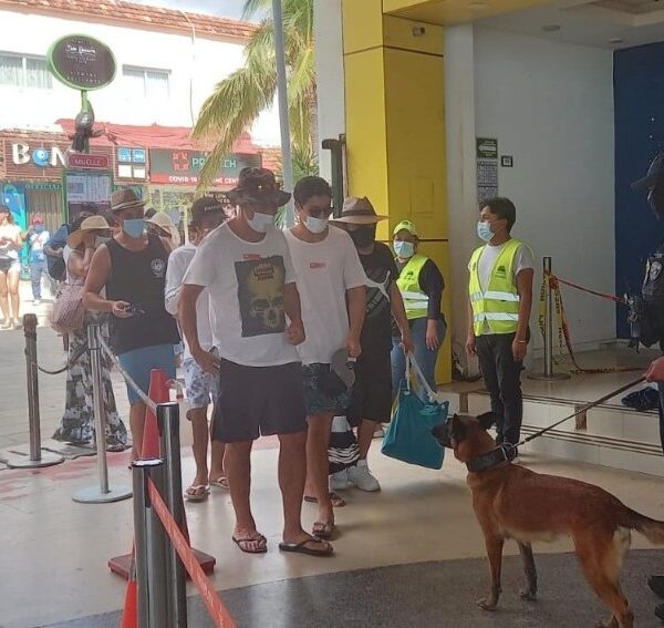 Quintana Roo cuenta con una Unidad Canina de la SSP para prevenir el delito y cuidar la salud de la gente