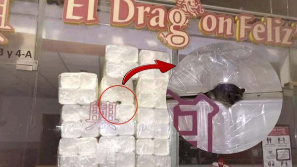 Escándalo en Cancún por rata en negocio de comida china