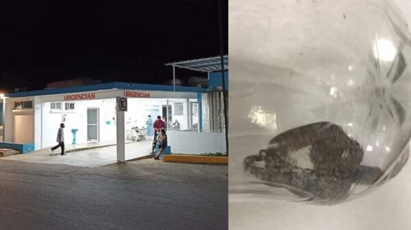 Serpiente venenosa muerde a niña en Felipe Carrillo Puerto.