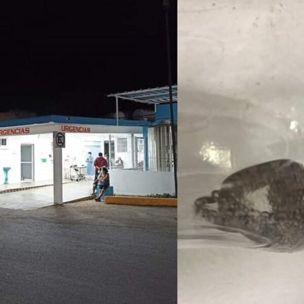 Serpiente venenosa muerde a niña en Felipe Carrillo Puerto.