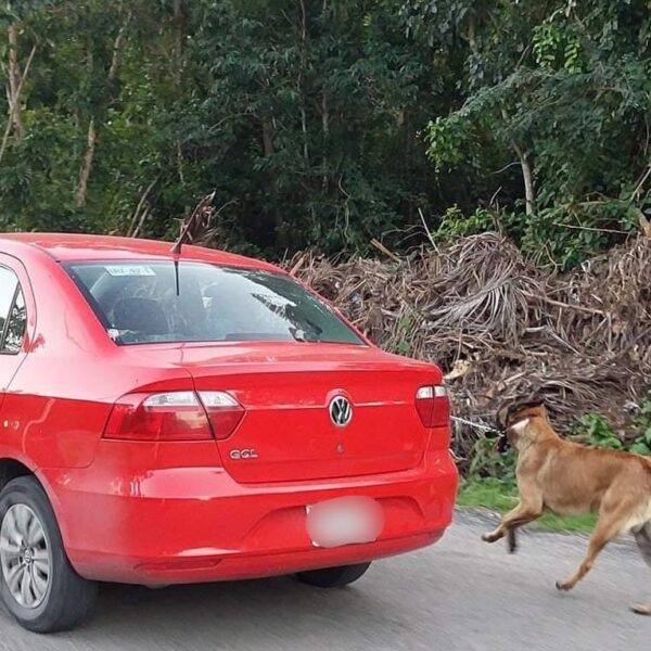 Indigna a cozumeleños caso de maltrato animal.
