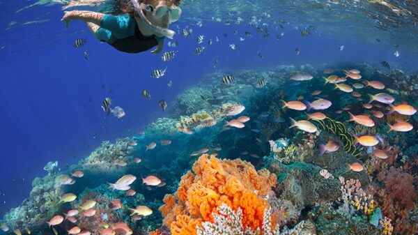 Arrecifes de coral condenados a morir si temperatura del océano aumenta 2°