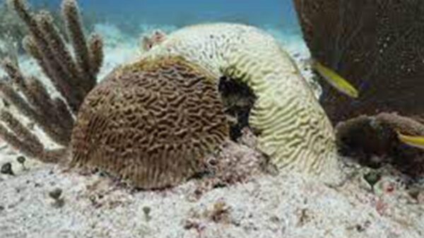 En grave riesgo arrecifes de Puerto Morelos