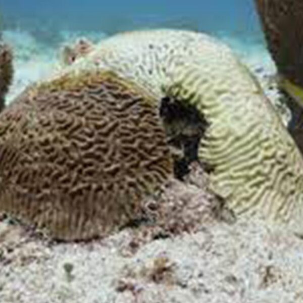 En grave riesgo arrecifes de Puerto Morelos