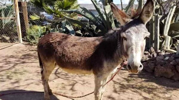 Burro mata a mordidas a una persona en Oaxaca