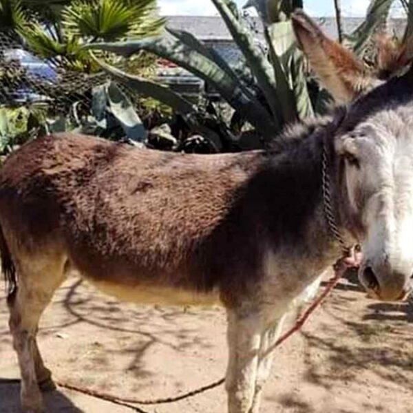 Burro mata a mordidas a una persona en Oaxaca