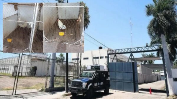 Delincuentes usaban cárcel de Sinaloa como almacén de armamento