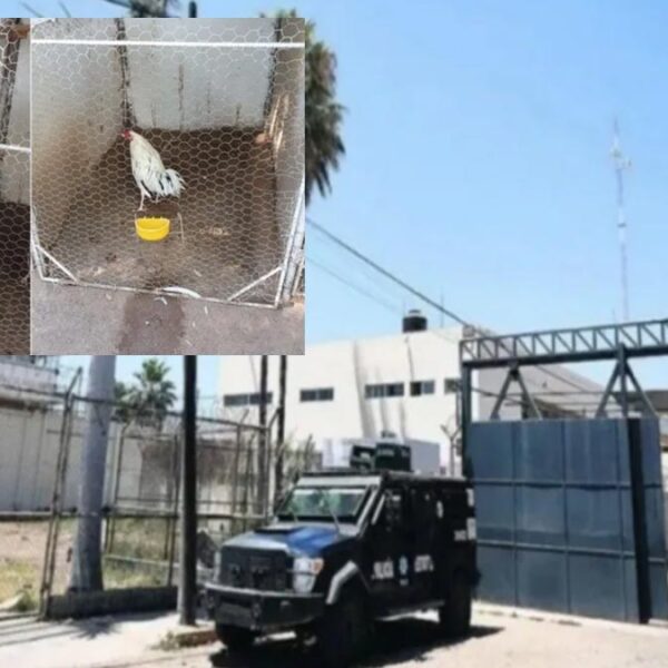 Delincuentes usaban cárcel de Sinaloa como almacén de armamento