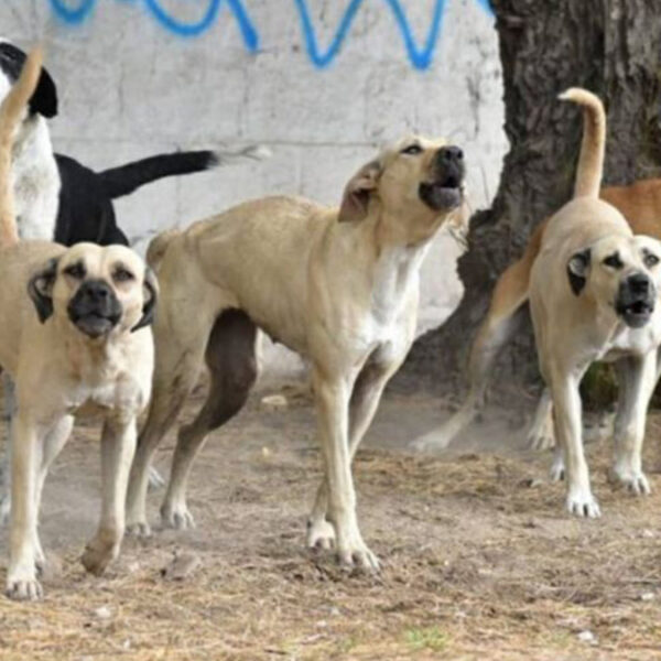 Jauría de Perros destroza y mata a mujer en EdoMex