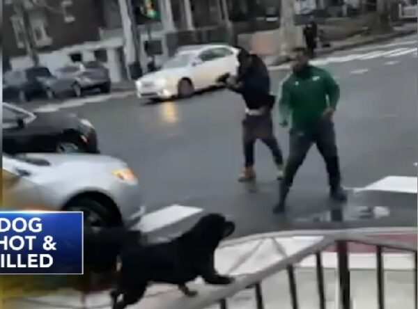 Samaritano dispara a un perro para salvar a un niño (VIDEO).