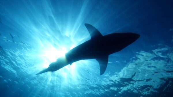 Graban a tiburón gigante en playa de Argentina