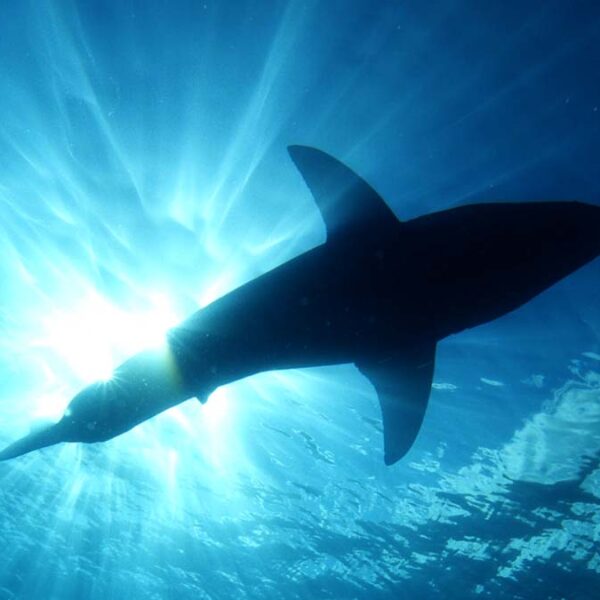 Graban a tiburón gigante en playa de Argentina