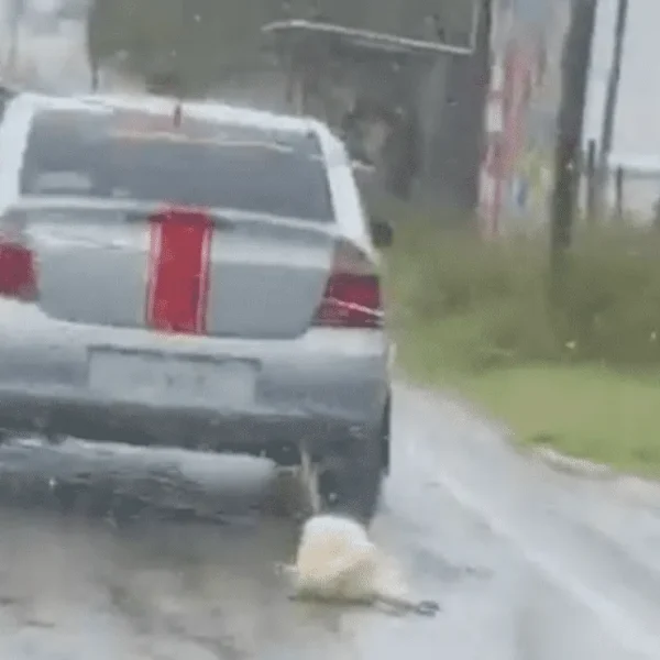 Lomito muere tras ser amarrado y arrastrado por un coche en Tabasco.
