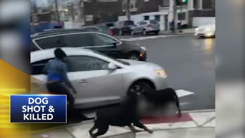 Samaritano dispara a un perro para salvar a un niño (VIDEO); las autoridades Filadelfia buscan a los dueños de dos Rottweilers.