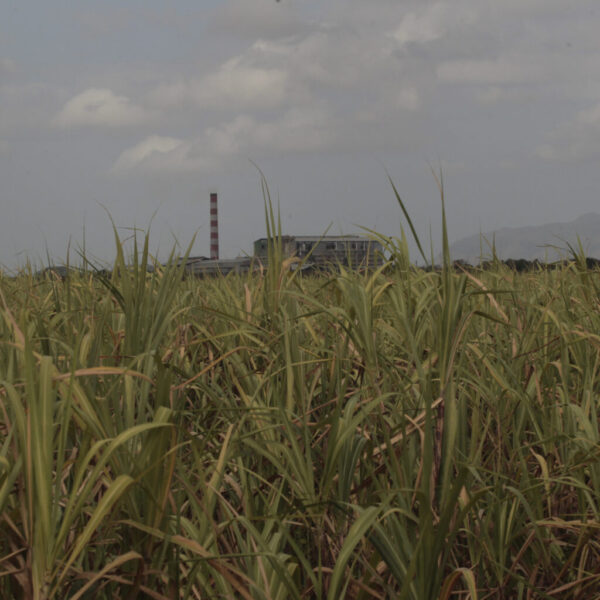 La caña, el “oro verde” de Cuba, al rescate de la isla