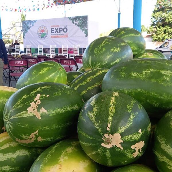 El campo de Quintana Roo recobra su dinamismo y crecimiento económico