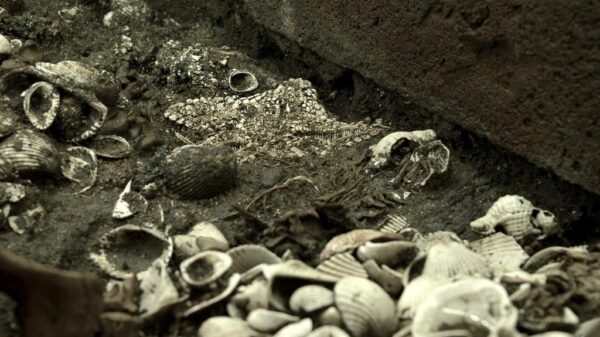 Descubren depósito de estrellas de mar en el Templo Mayor.