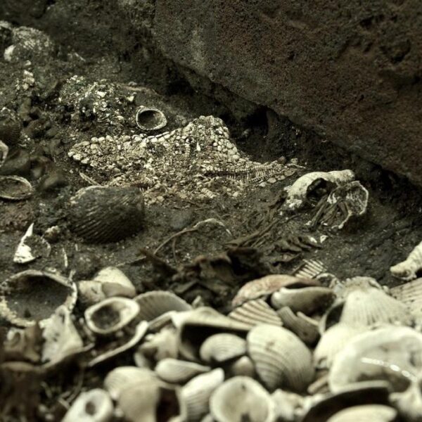 Descubren depósito de estrellas de mar en el Templo Mayor.