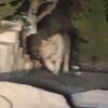 Cazan a un tigre blanco en municipio de Querétaro (VIDEO).