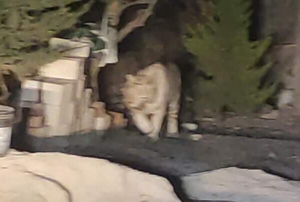 Cazan a un tigre blanco en municipio de Querétaro (VIDEO).