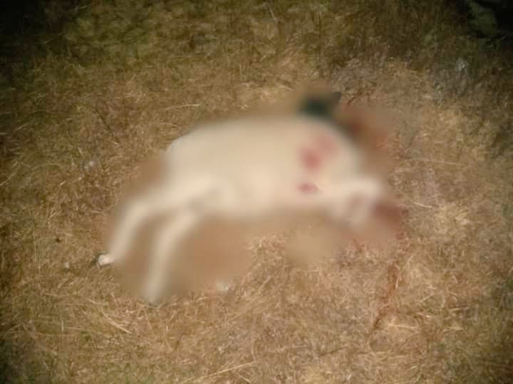 Cazan a un tigre blanco en municipio de Querétaro (VIDEO); había varios reportes de ataque a animales de granja en Huimilpan.