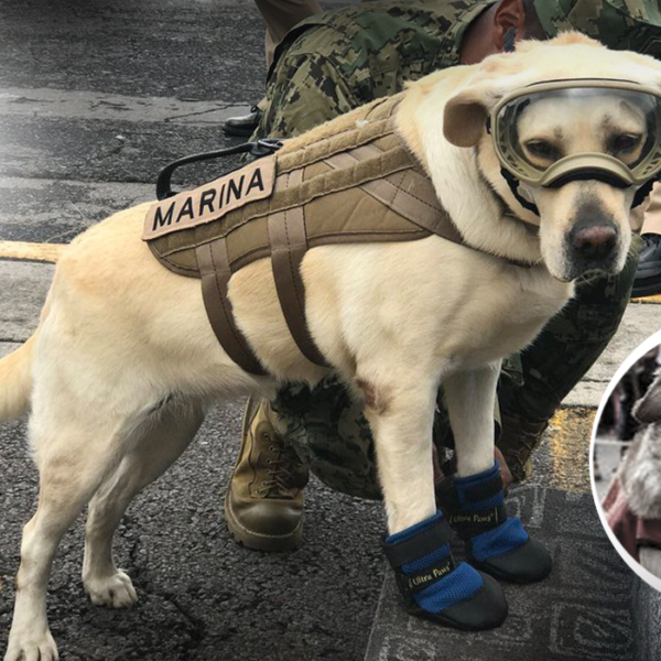 Muere perrita rescatista de México; internautas "matan" a Frida