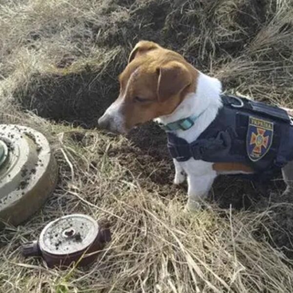 Perrito se convierte en héroe en la guerra Rusia-Ucrania