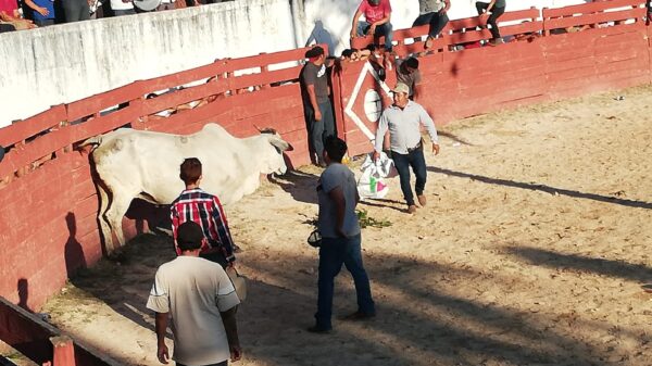Logran amparo para corridas de toros en fiestas patronales en Kantunilkín.