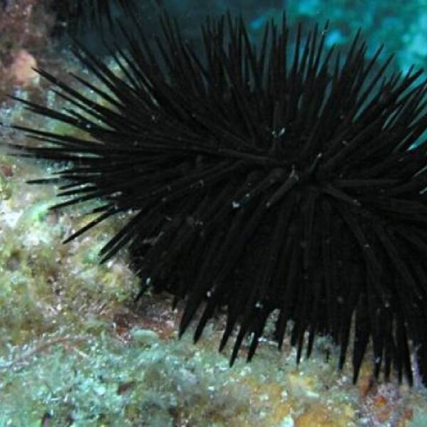 Erizos de mar en el Caribe mueren de forma acelerada