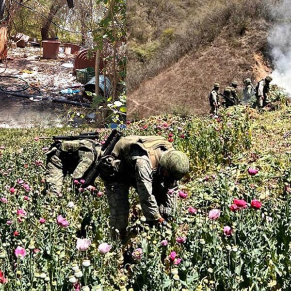 Desmantela Sedena 6 narcolaboratorios en Sinaloa y Michoacán