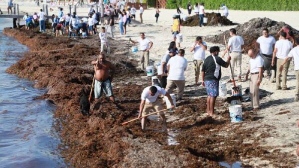 Hay vacantes para recoger sargazo en Playa del Carmen