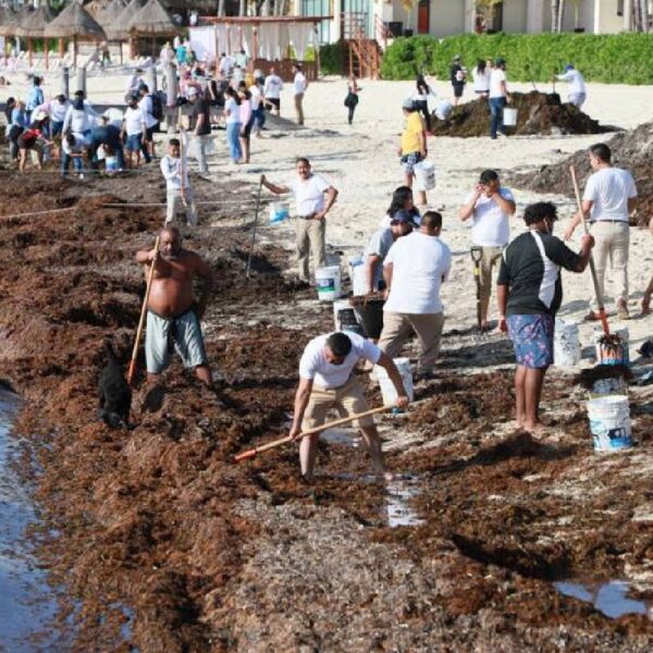 Hay vacantes para recoger sargazo en Playa del Carmen