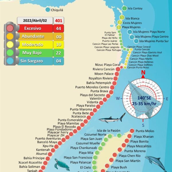 Alerta Red de Monitoreo, Quintana Roo con sargazo excesivo en 44 playas