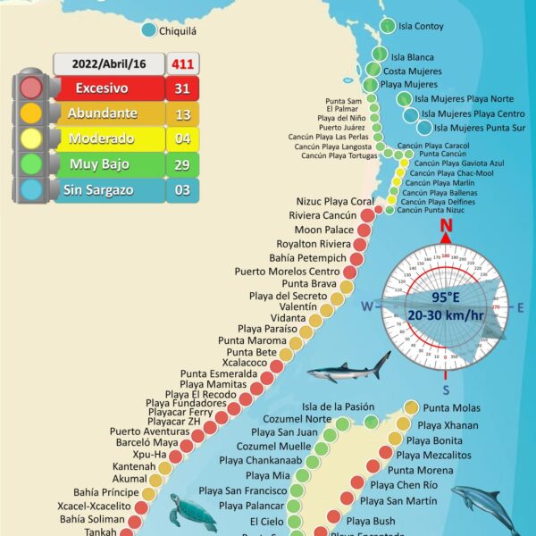 Vuelve sargazo excesivo a 31 playas de Quintana Roo
