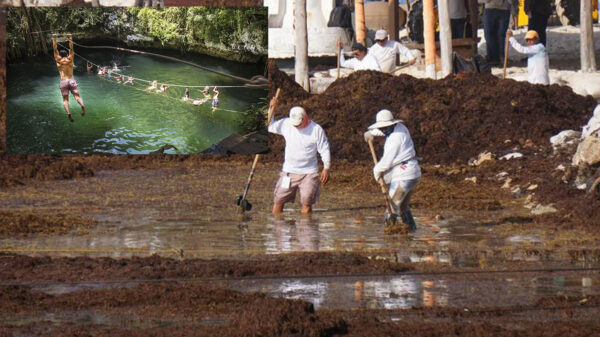 Cenotes reciben "daño colateral" por arribazón de sargazo