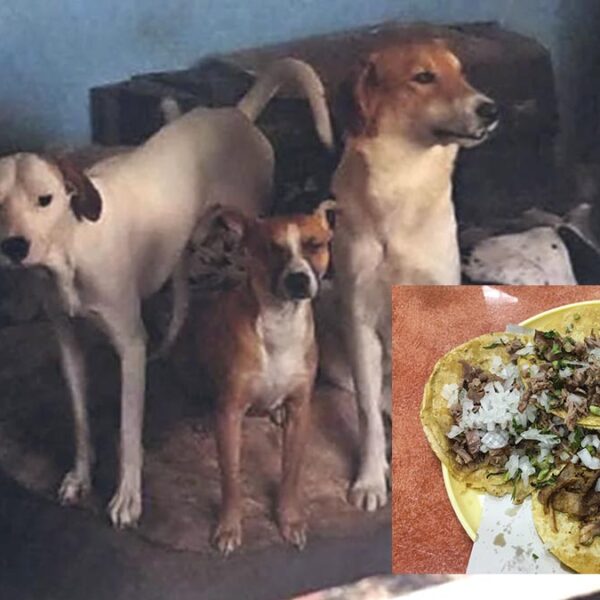Adultos mayores mataban perros para venderlos en tacos