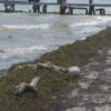 Hallan restos óseos en una playa de Puerto Juárez (VIDEO).
