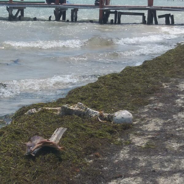 Hallan restos óseos en una playa de Puerto Juárez (VIDEO).