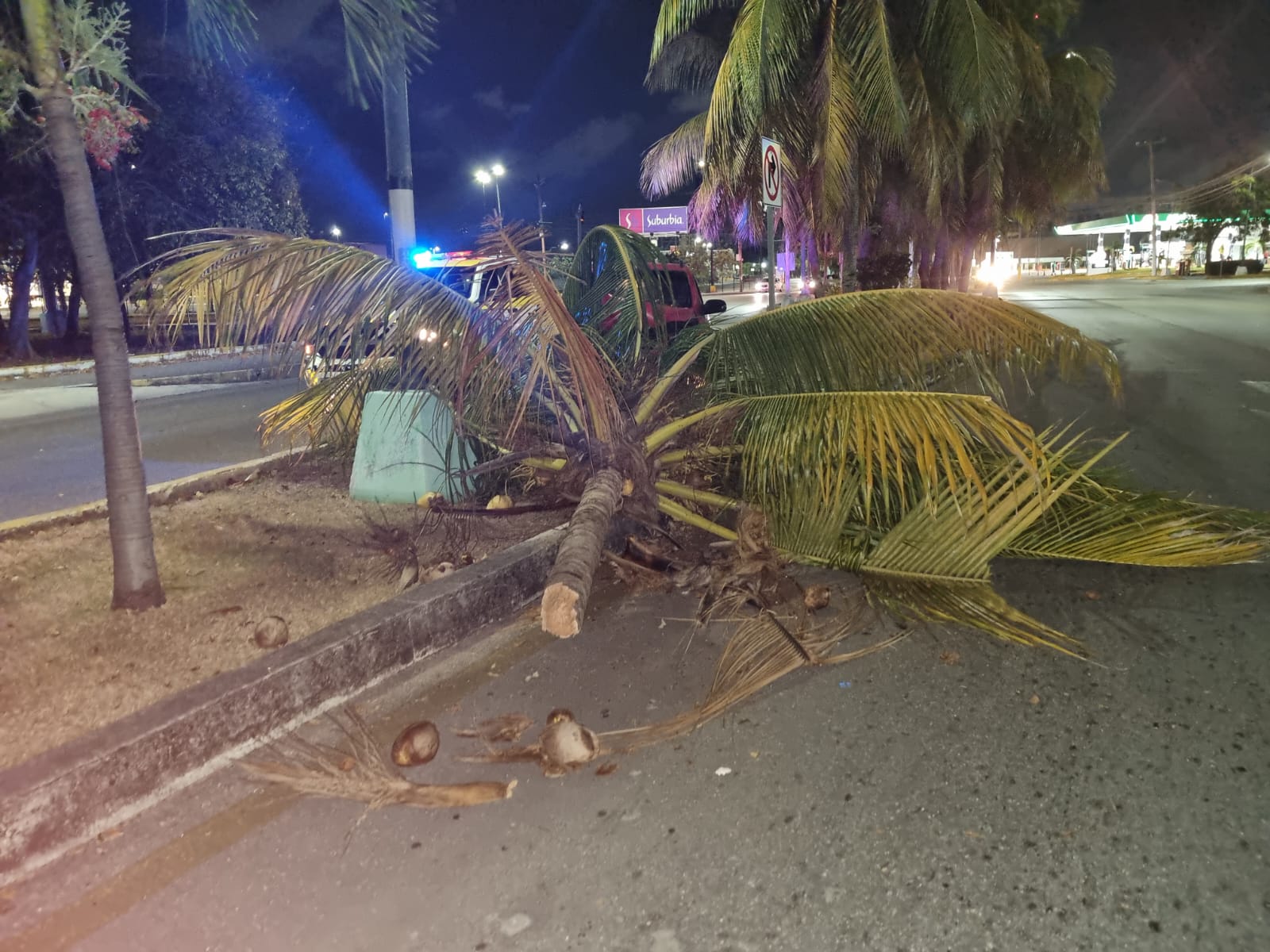 Huye conductor tras chocar en la avenida Xcaret de Cancún; perdió el control en una curva y derribó una palmera del camellón.