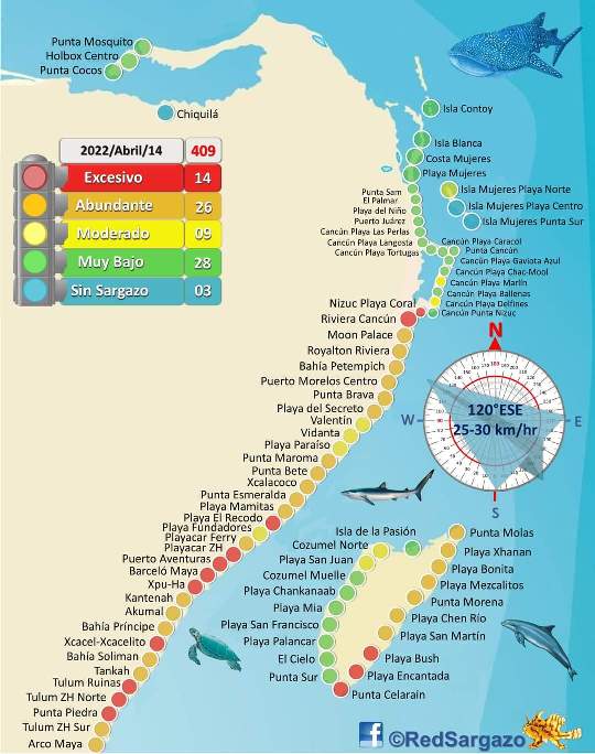 Playas de Cancún reportan muy bajo recale de sargazo; de 80 playas monitoreadas en todo el estado, solo 3 no presentan recale de algas.