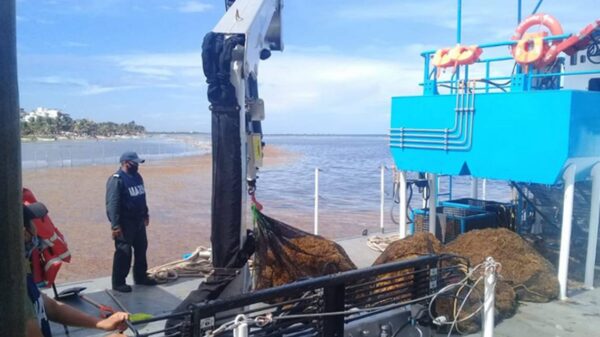 Mantiene la Marina ‘Operación Sargazo’ en Quintana Roo.