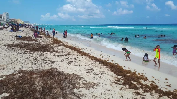 Han recalado 18 mil 905 toneladas de sargazo a Quintana Roo.