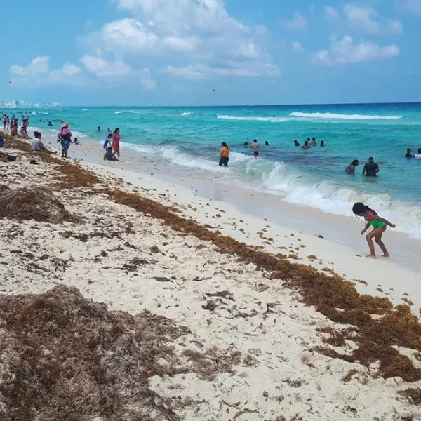 Han recalado 18 mil 905 toneladas de sargazo a Quintana Roo.