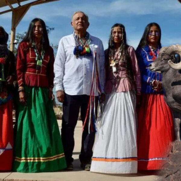 Seris rechazan suspender caza de borrego cimarrón, propuesta de AMLO