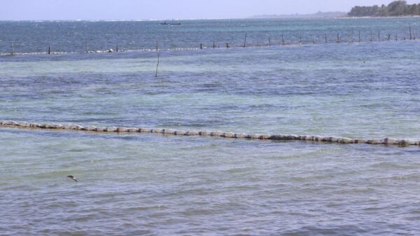 Instalan en Mahahual mil 400 metros de barrera para contener arribo de sargazo