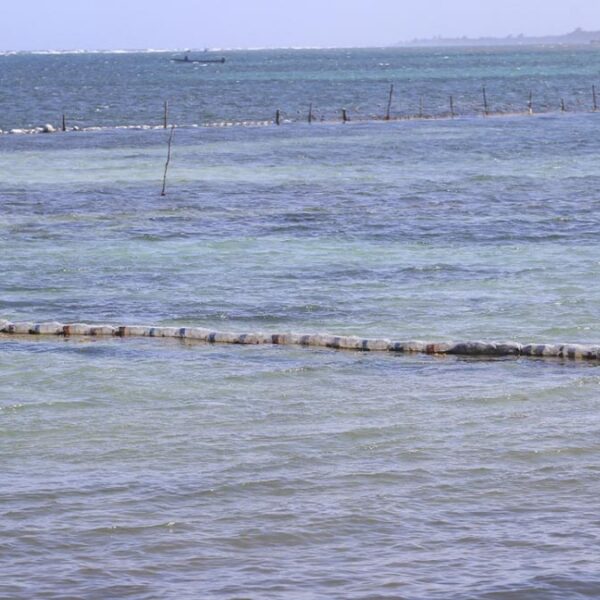 Instalan en Mahahual mil 400 metros de barrera para contener arribo de sargazo