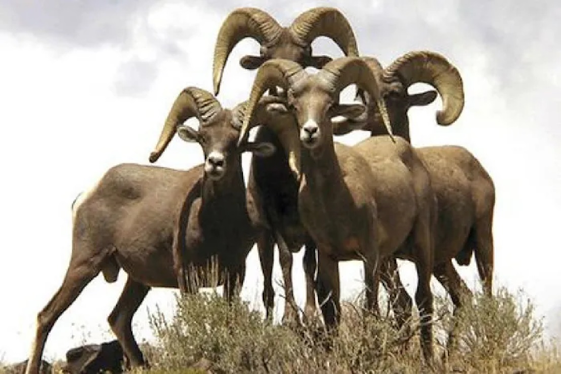 El Presidente López Obrador sugirió suspender la cacería del borrego cimarrón para cambiarla por recorridos turísticos para además apoyar a la comunidad seri; AMLO viajará a Sonora este fin de semana.