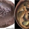 Detallan científicos fósiles de embrión de dinosaurio