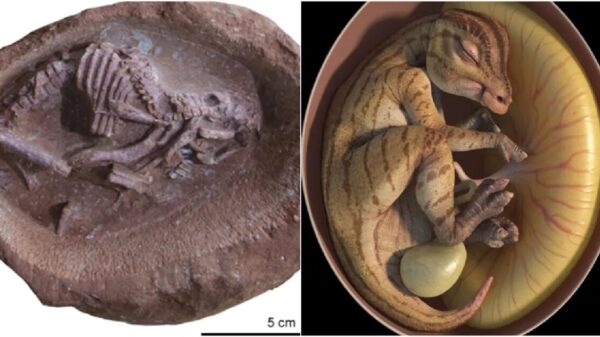 Detallan científicos fósiles de embrión de dinosaurio